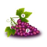 Grapes